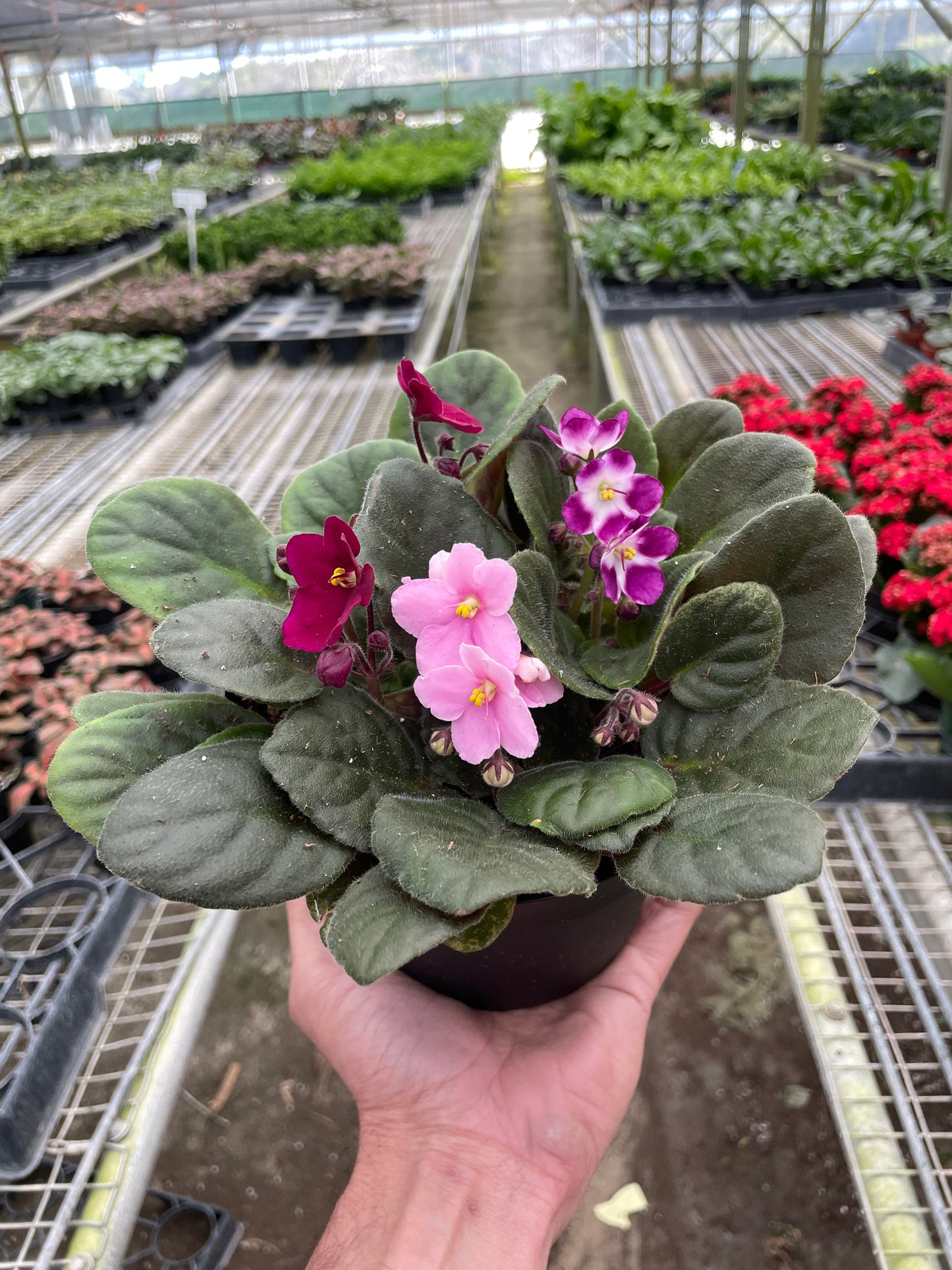 African Violet | Cactus Clint