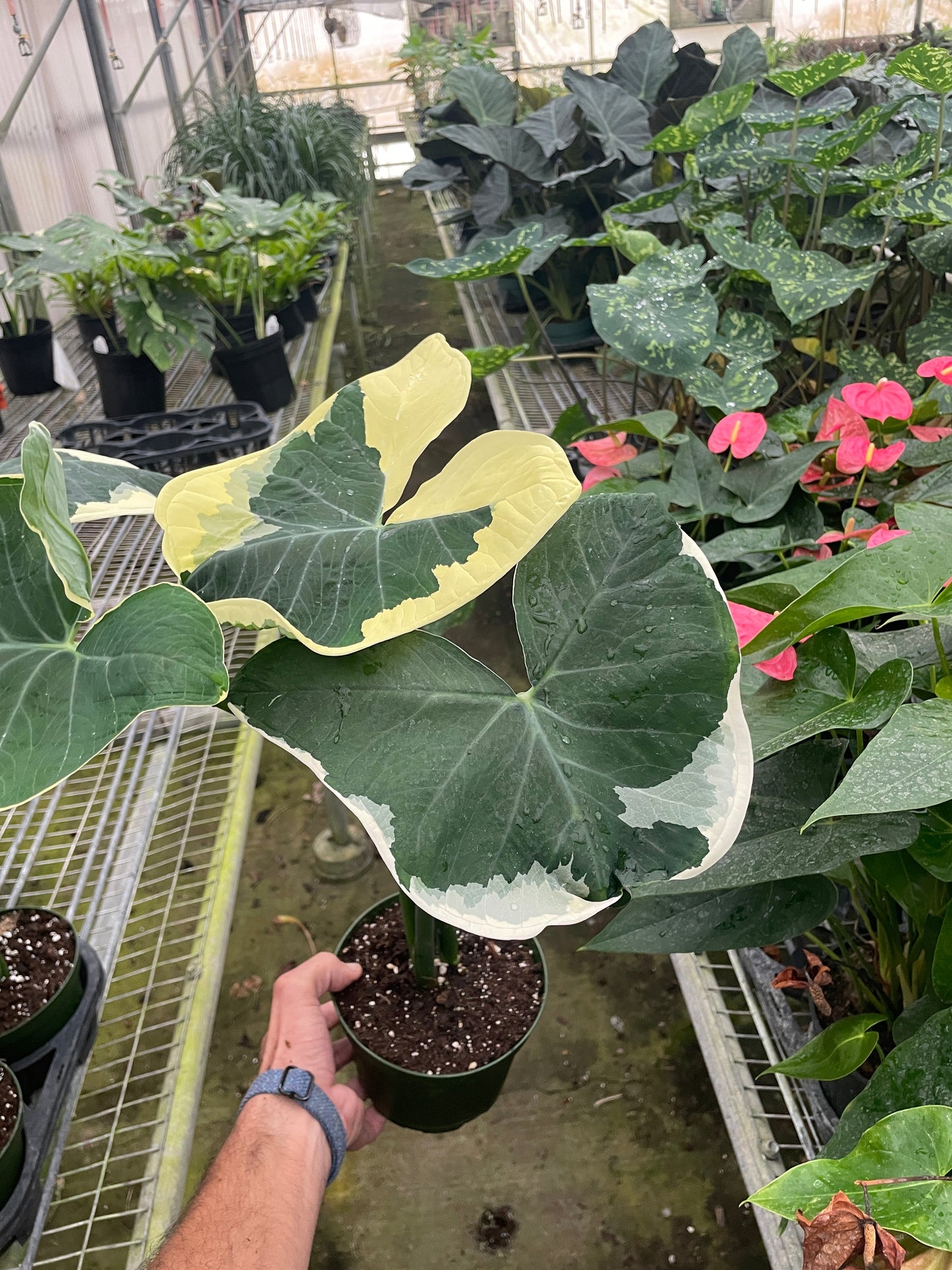 Alocasia 'Mickey Mouse' (Xanthosoma sagittifolium 'Variegatum Monstrosum') | Cactus Clint