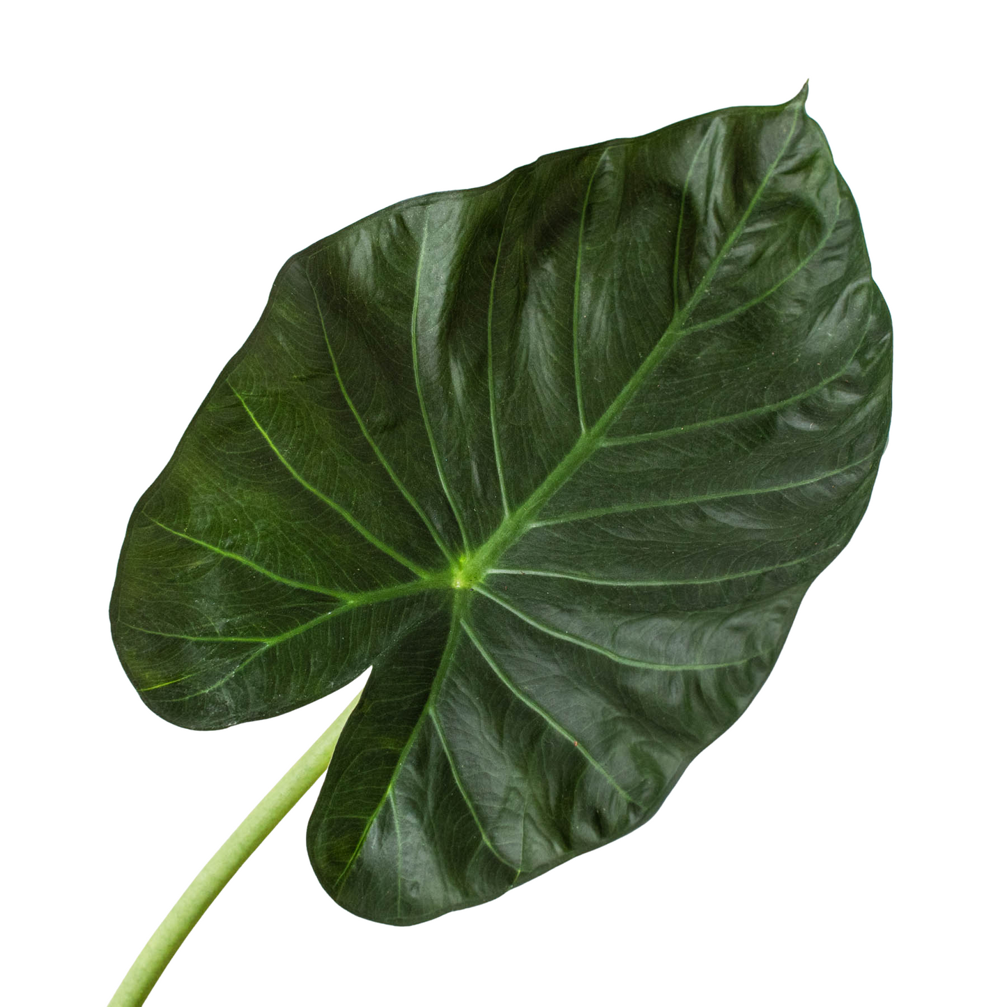 Alocasia 'Regal Shields' | Cactus Clint