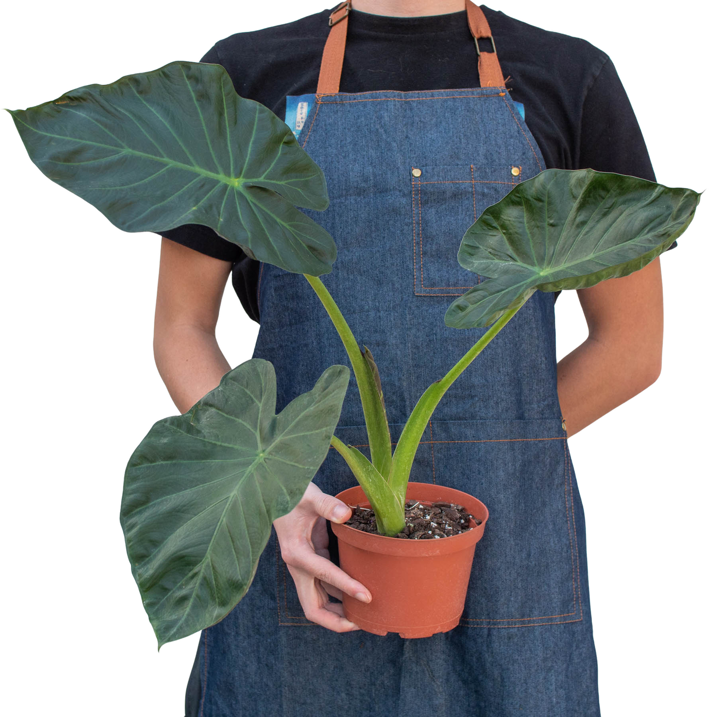 Alocasia 'Regal Shields' | Cactus Clint