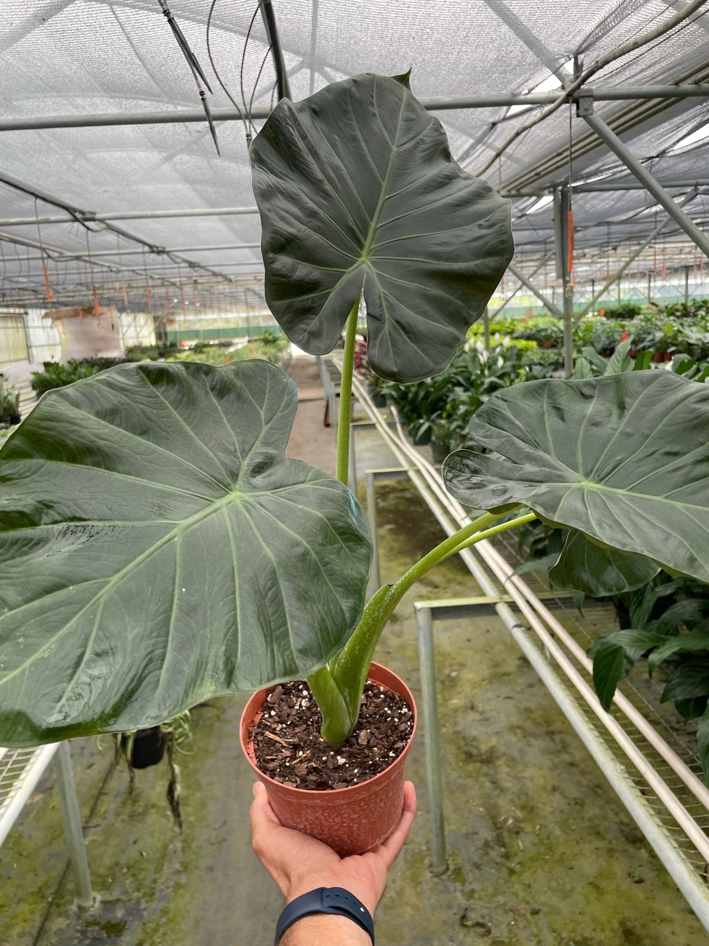 Alocasia 'Regal Shields' | Cactus Clint
