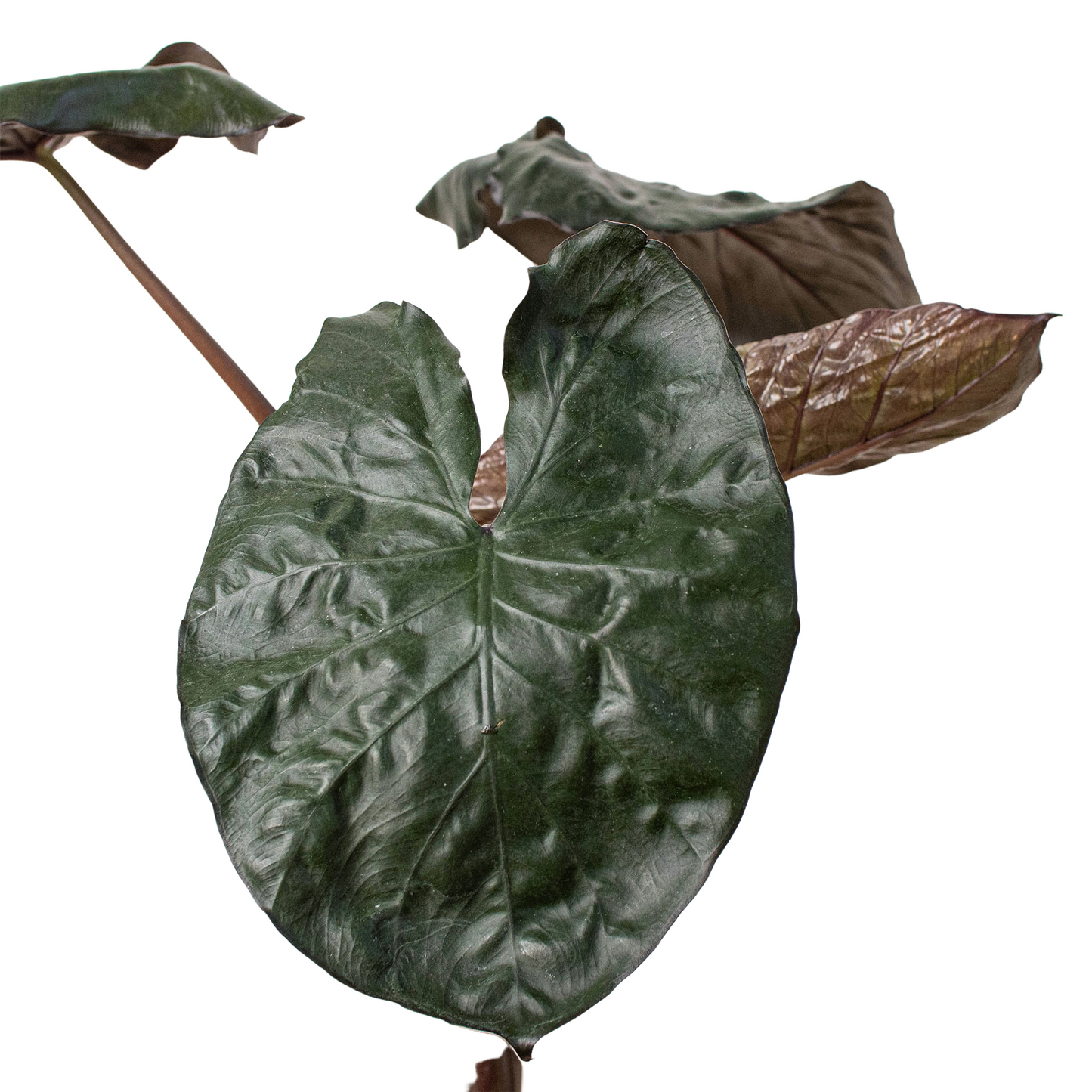 Alocasia 'Serendipity' | Cactus Clint