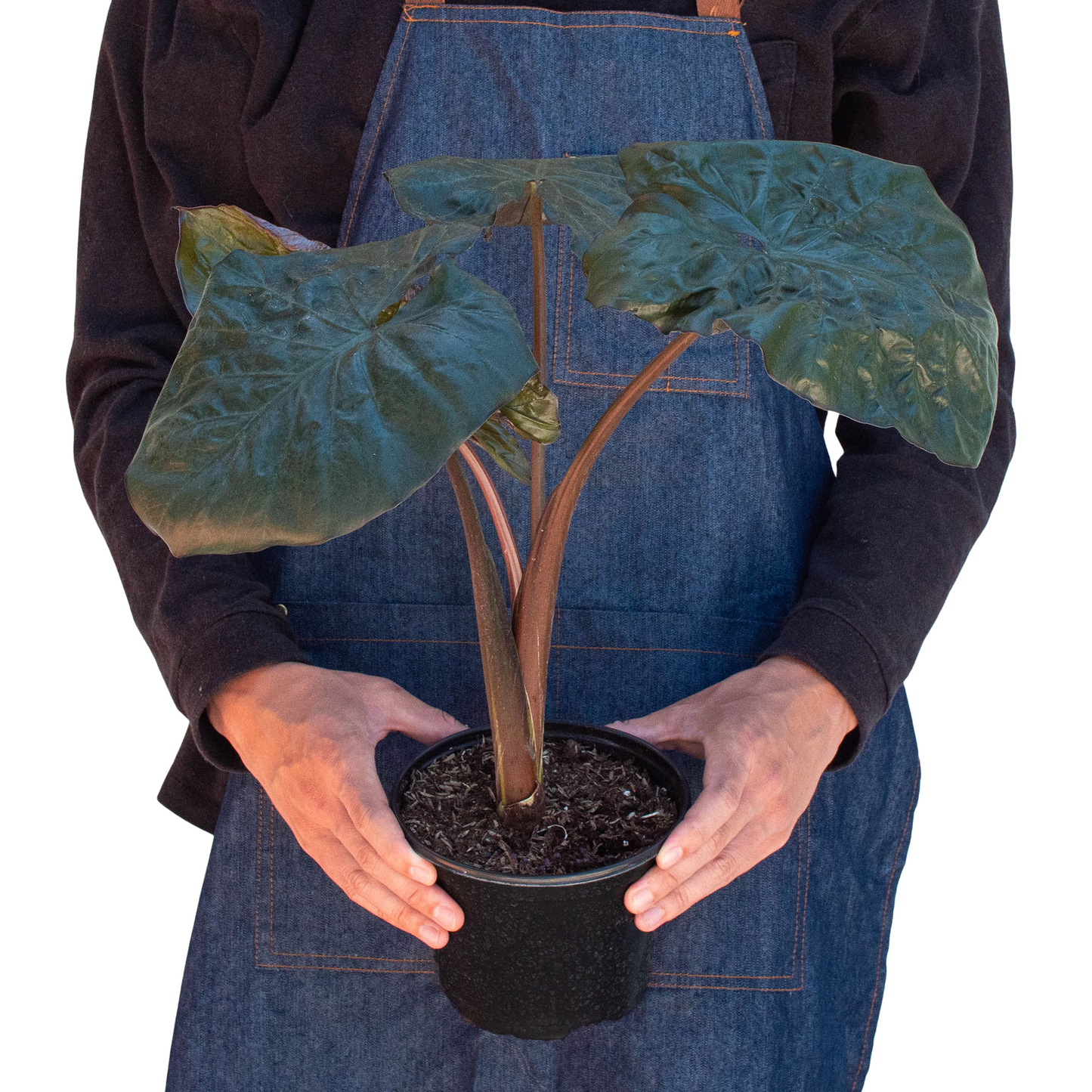 Alocasia 'Serendipity' | Cactus Clint