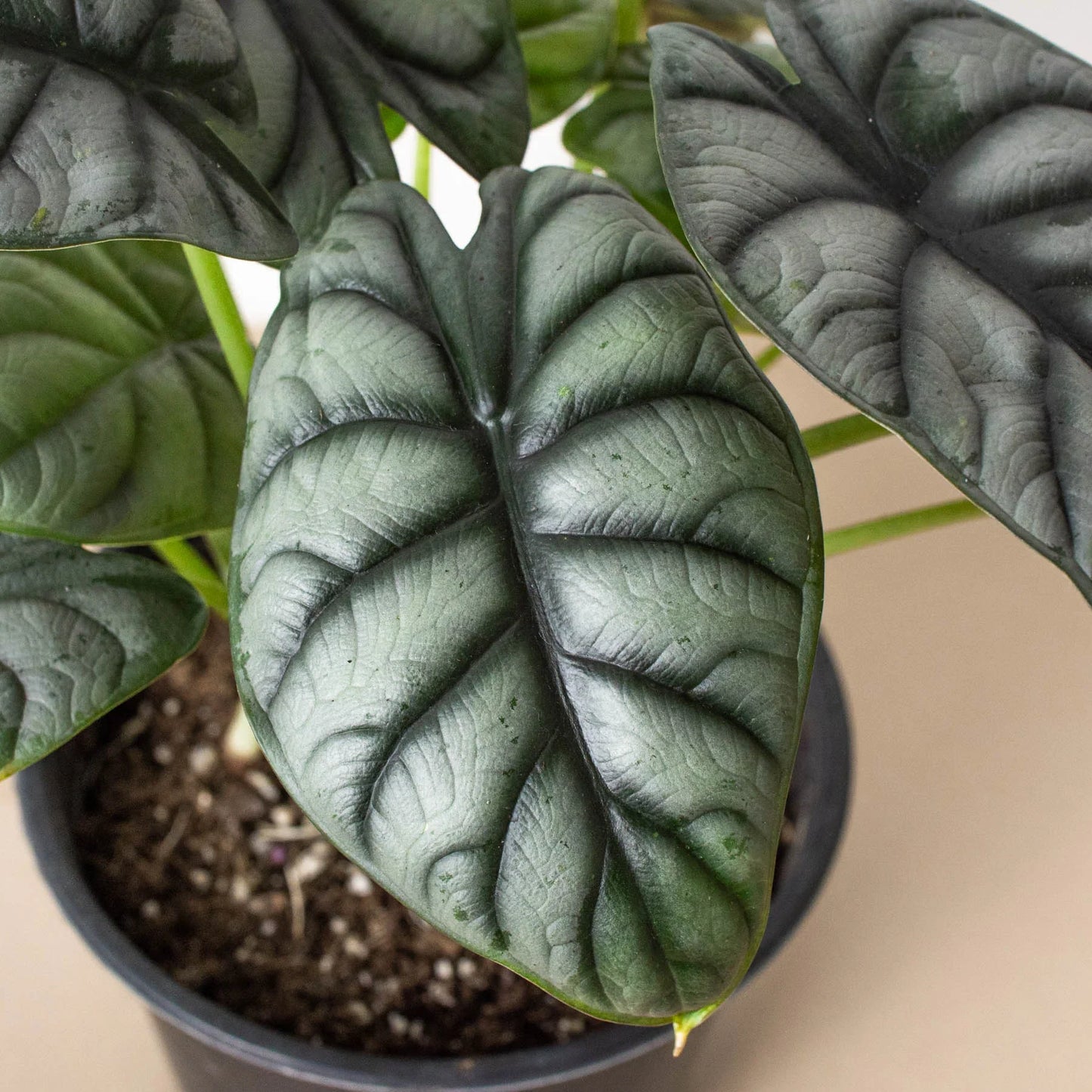 Alocasia Silver Dragon | Cactus Clint