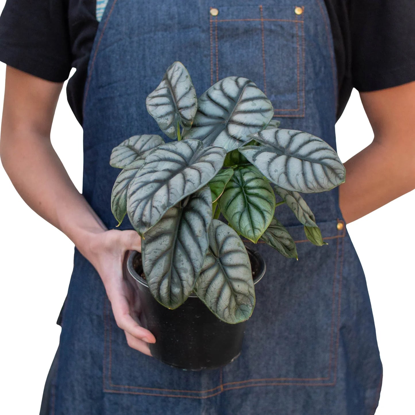 Alocasia Silver Dragon | Cactus Clint
