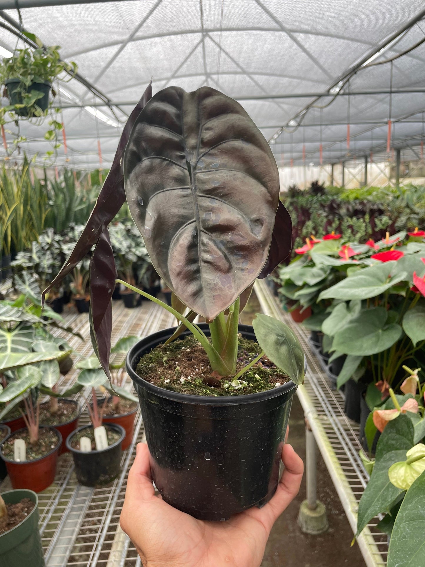 Alocasia 'Red Secret' | Cactus Clint
