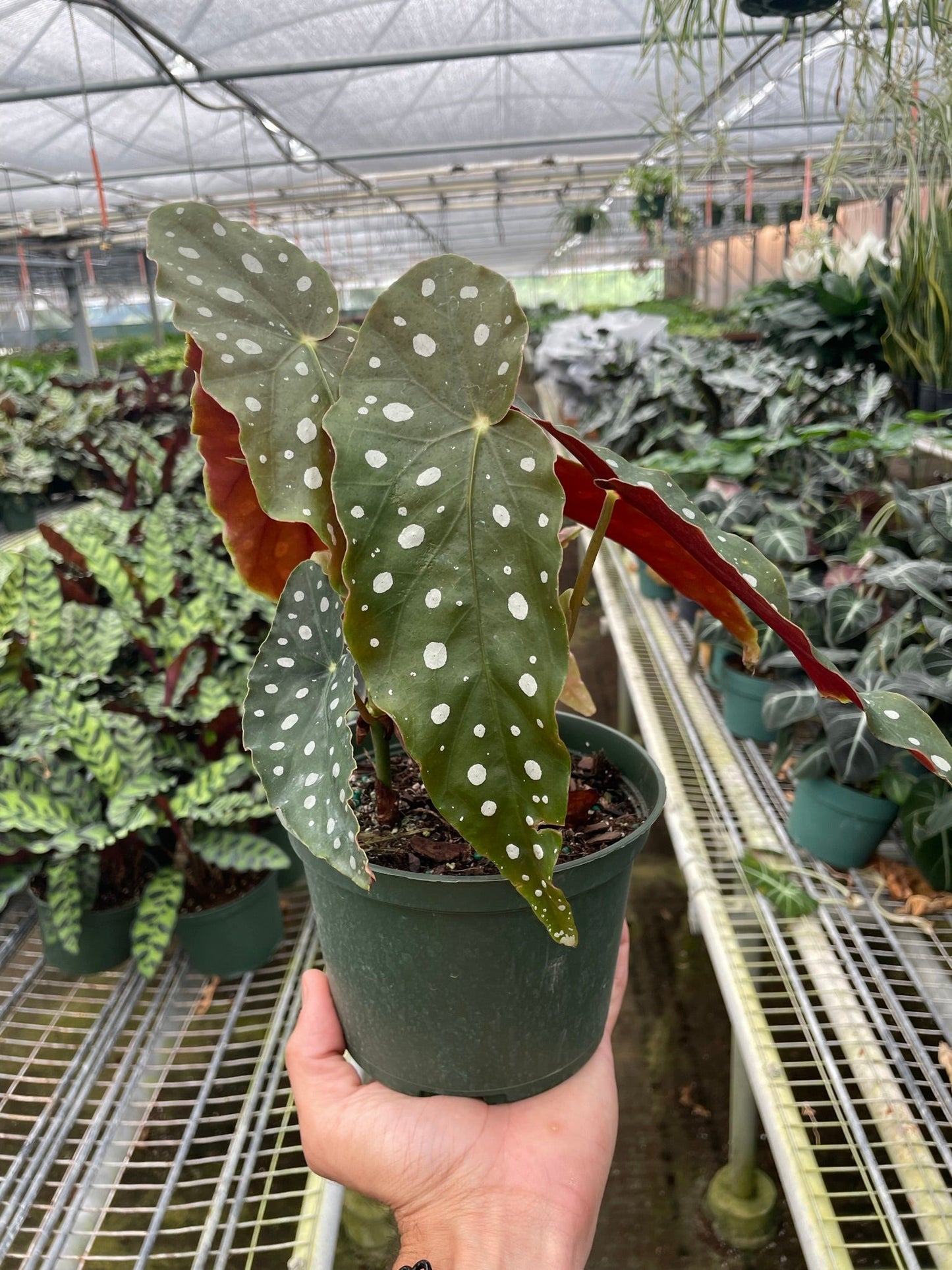 Begonia 'Maculata' | Cactus Clint