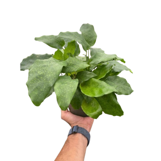 Calathea 'Musaica' | Cactus Clint