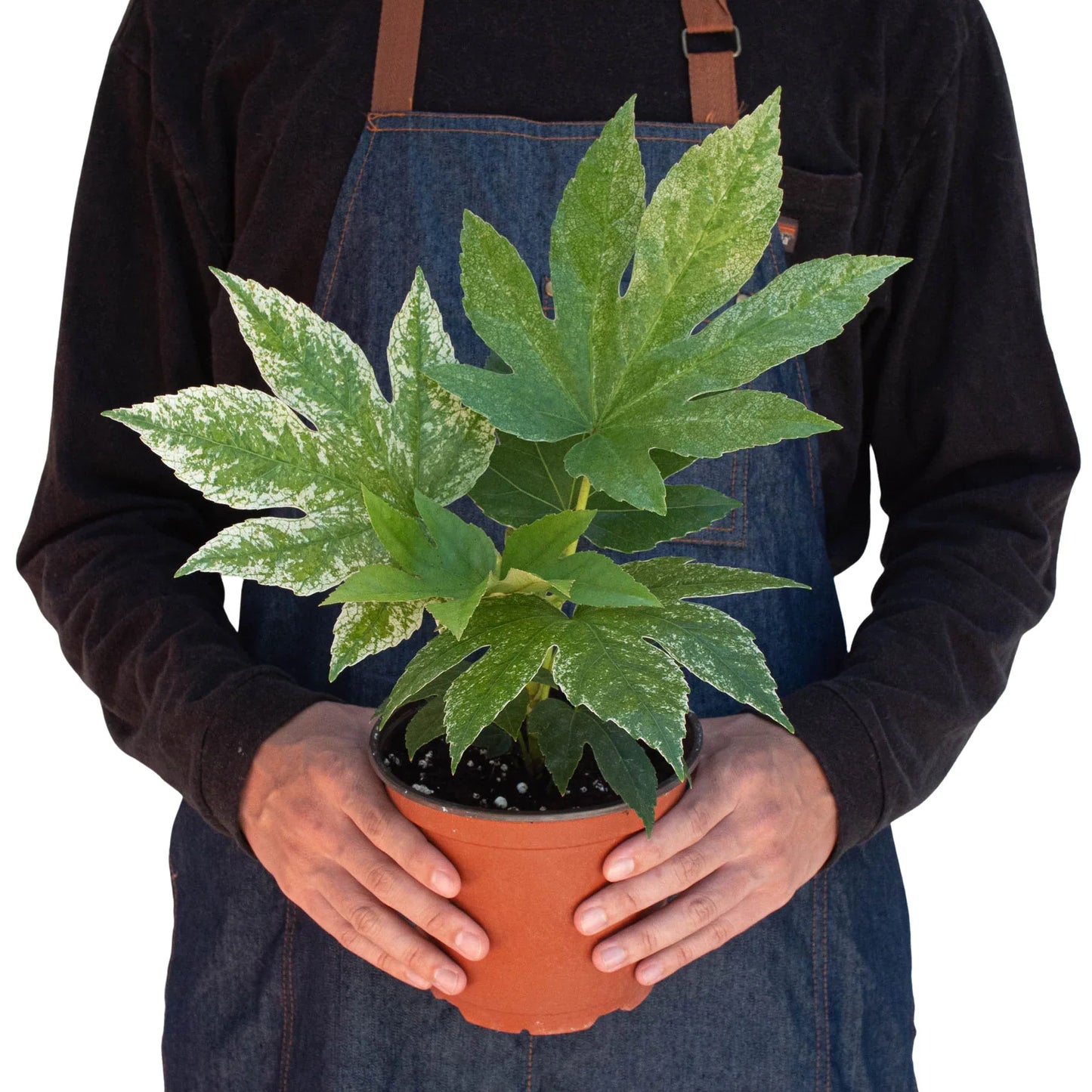 Fatsia 'Spider's Web' | Cactus Clint