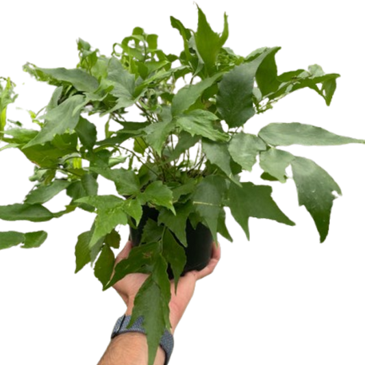 Fern 'Holly' | Cactus Clint