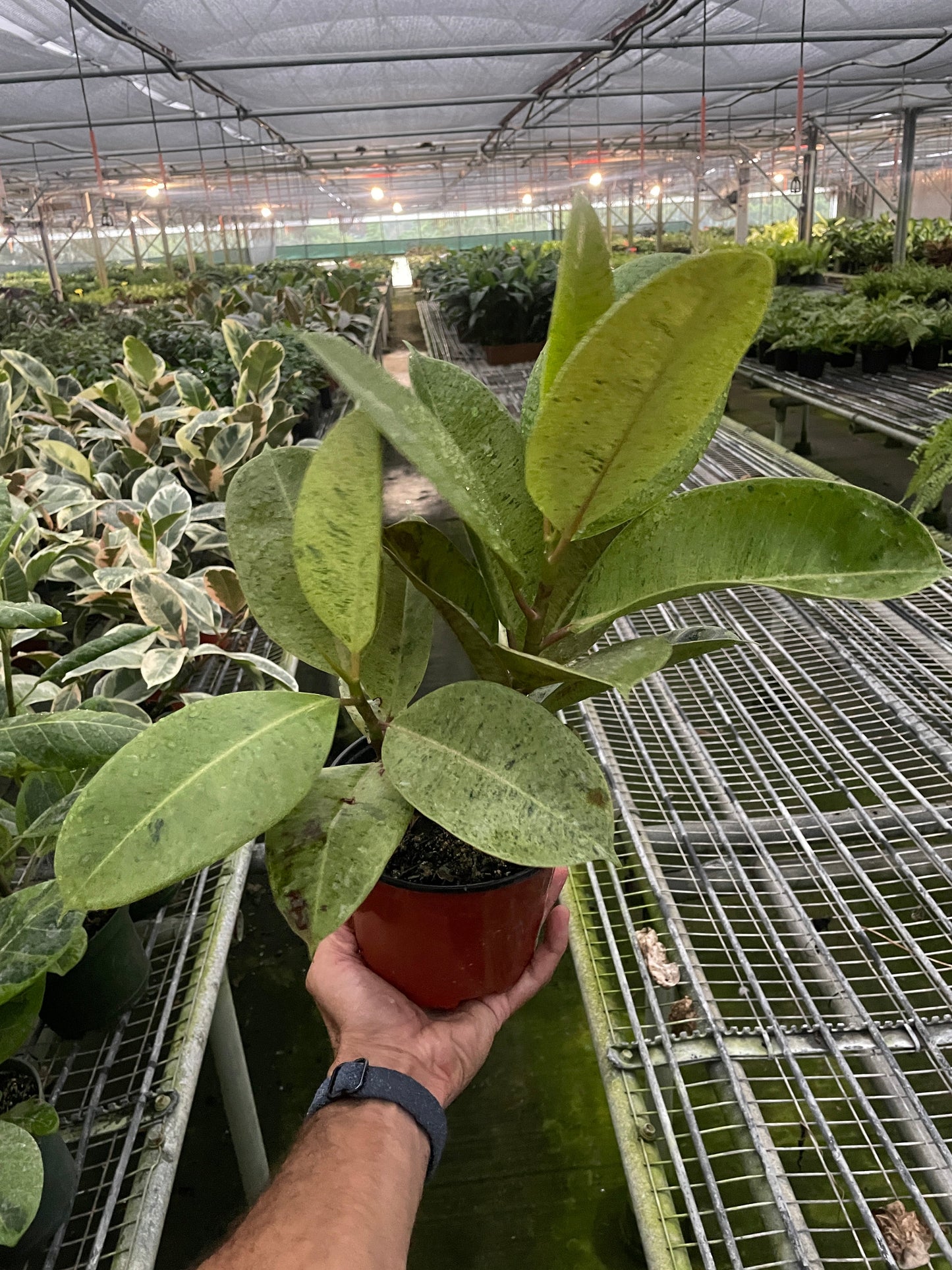 Ficus 'shivereana' (Moonshine) | Cactus Clint