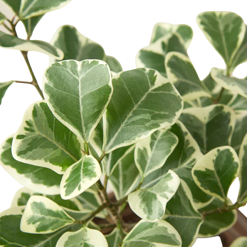 Ficus Elastica 'Triangularis' Variegated | Cactus Clint