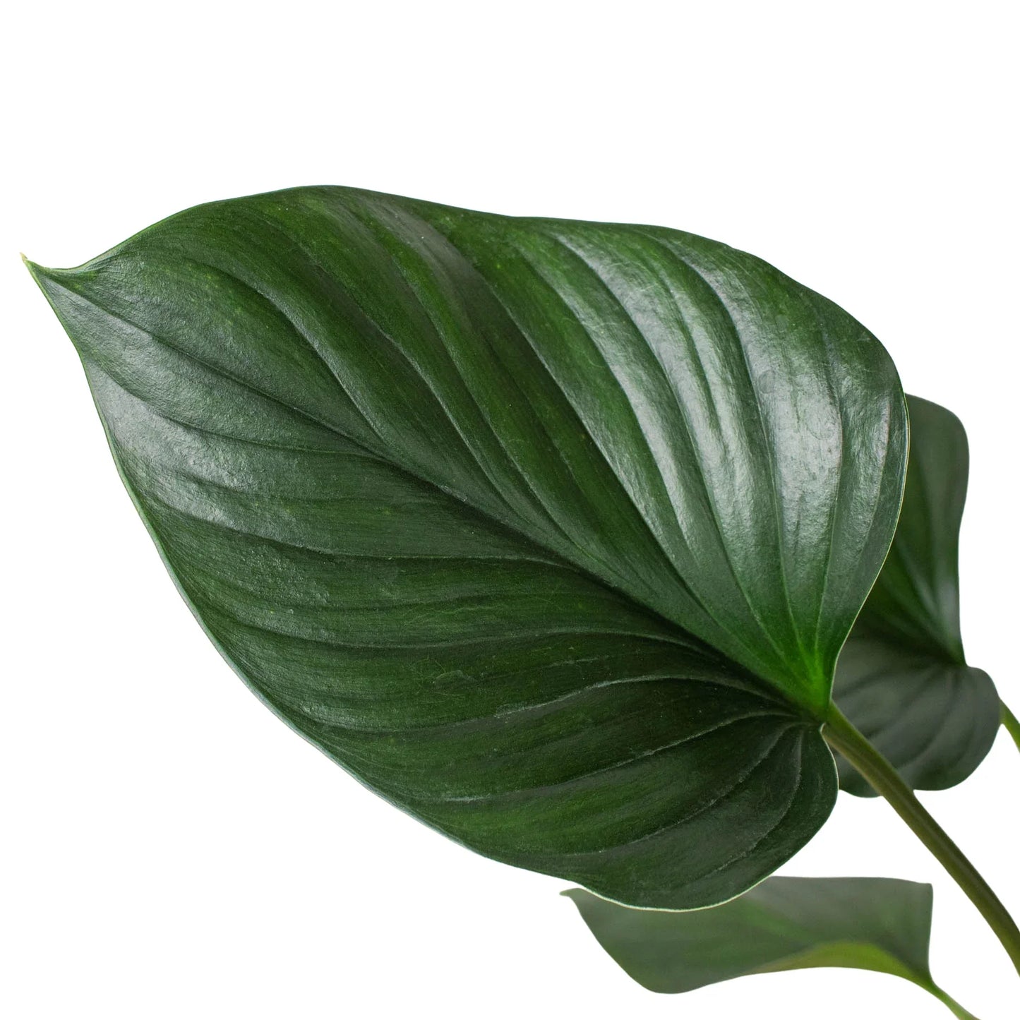 Homalomena 'Emerald Gem' | Cactus Clint