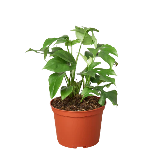 Philodendron Mini Monstera Minima | Cactus Clint