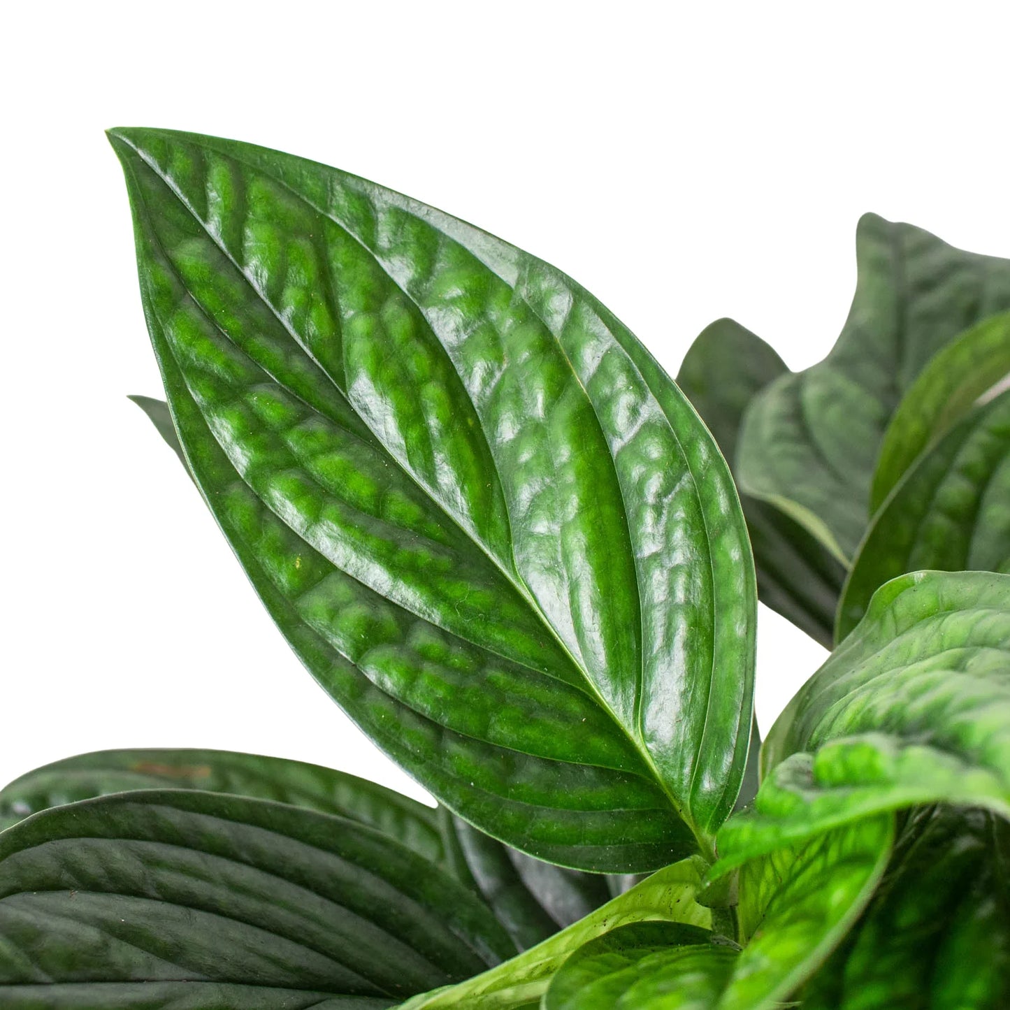 Monstera 'Peru' | Cactus Clint