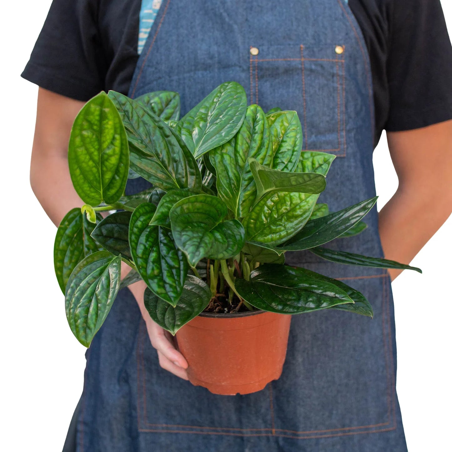 Monstera 'Peru' | Cactus Clint