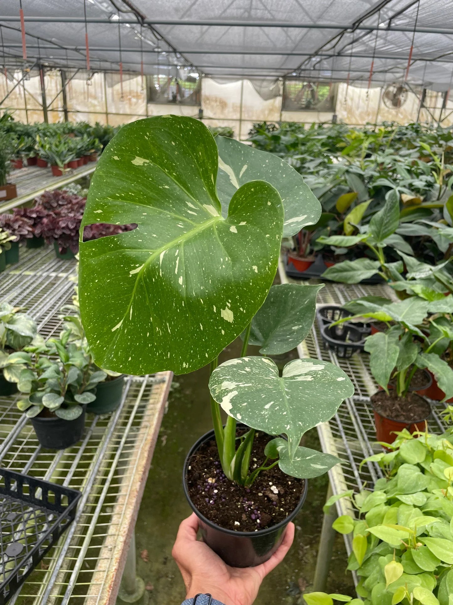 Monstera 'Thai Constellation' | Cactus Clint