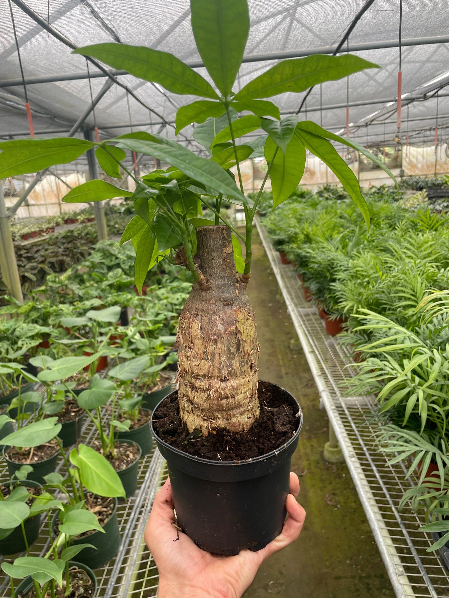 Money Tree 'Guiana Chestnut' Pachira Stump | Cactus Clint