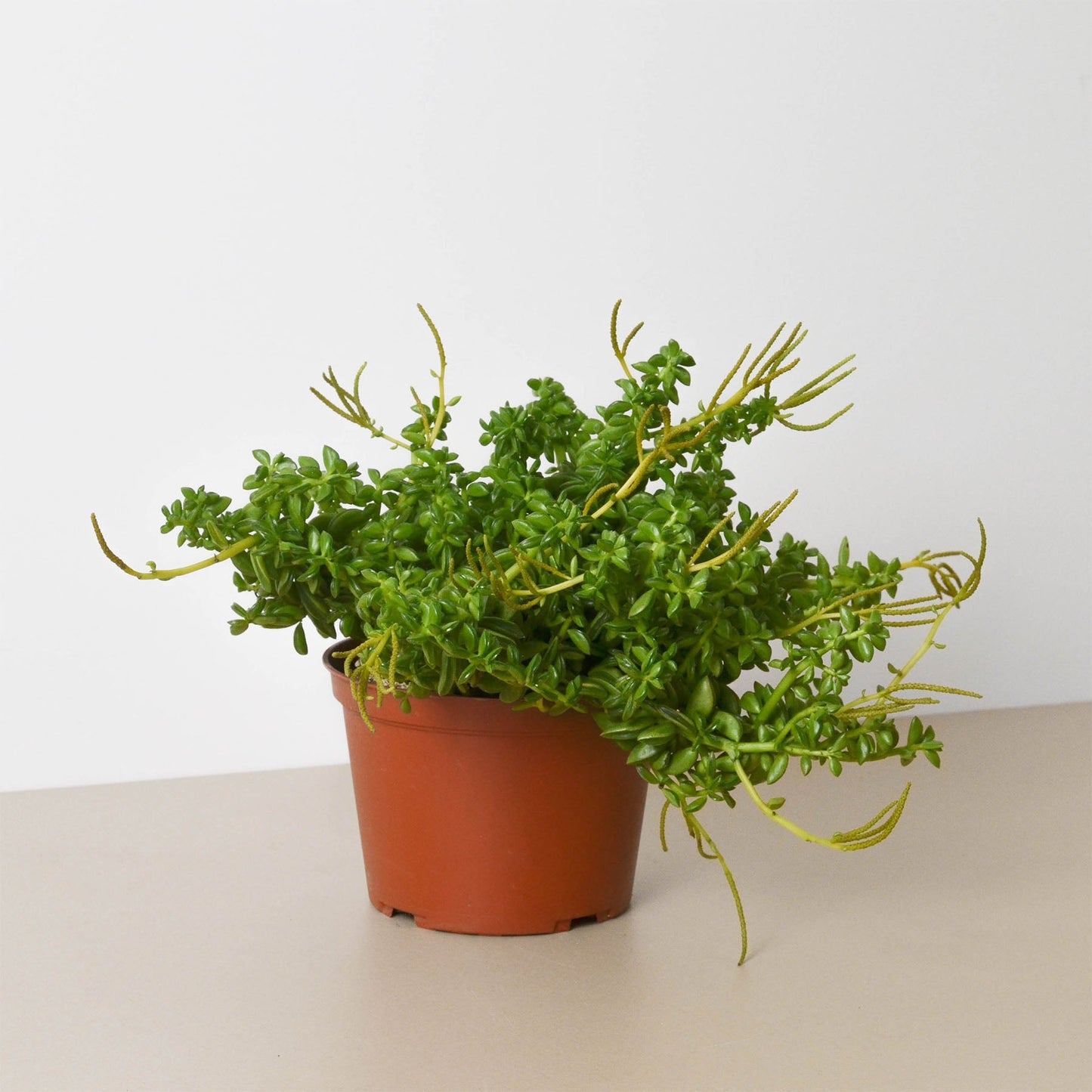 Peperomia 'Axillaris' | Cactus Clint