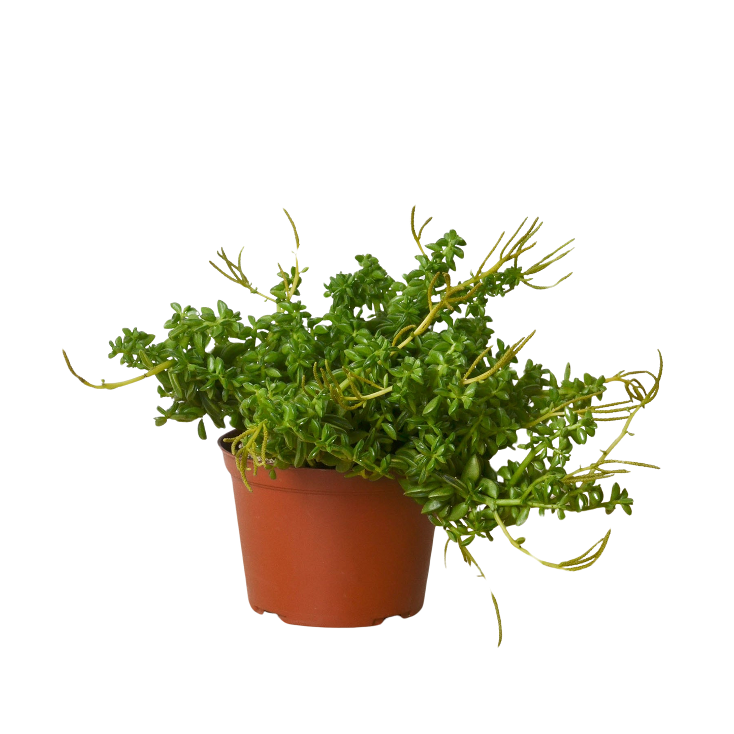 Peperomia 'Axillaris' | Cactus Clint