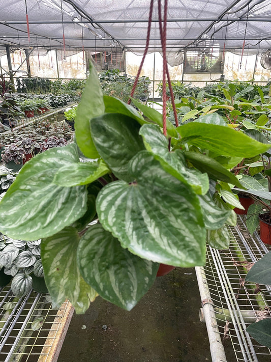 Peperomia Ecuador | Cactus Clint