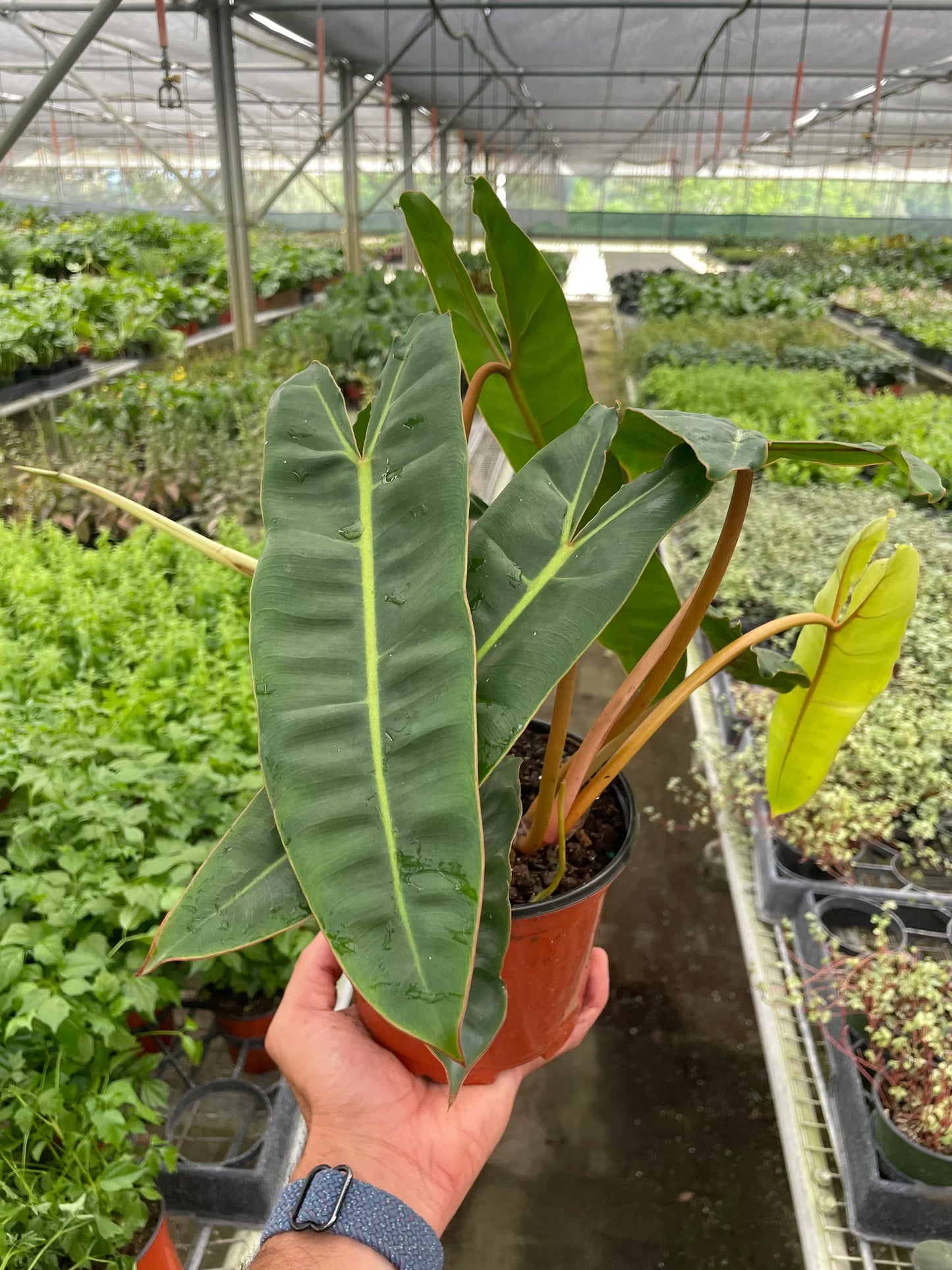 Philodendron 'Billietiae' | Cactus Clint