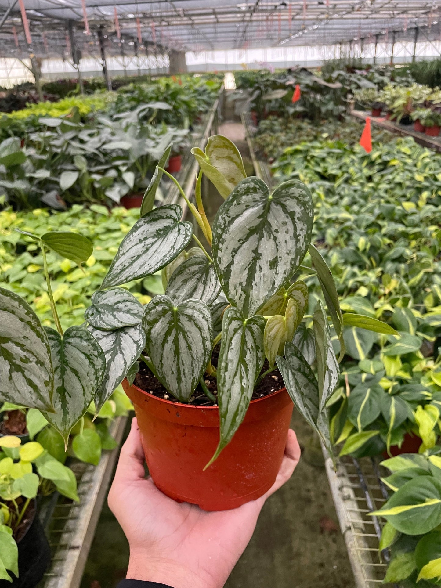 Philodendron 'Brandi' | Cactus Clint