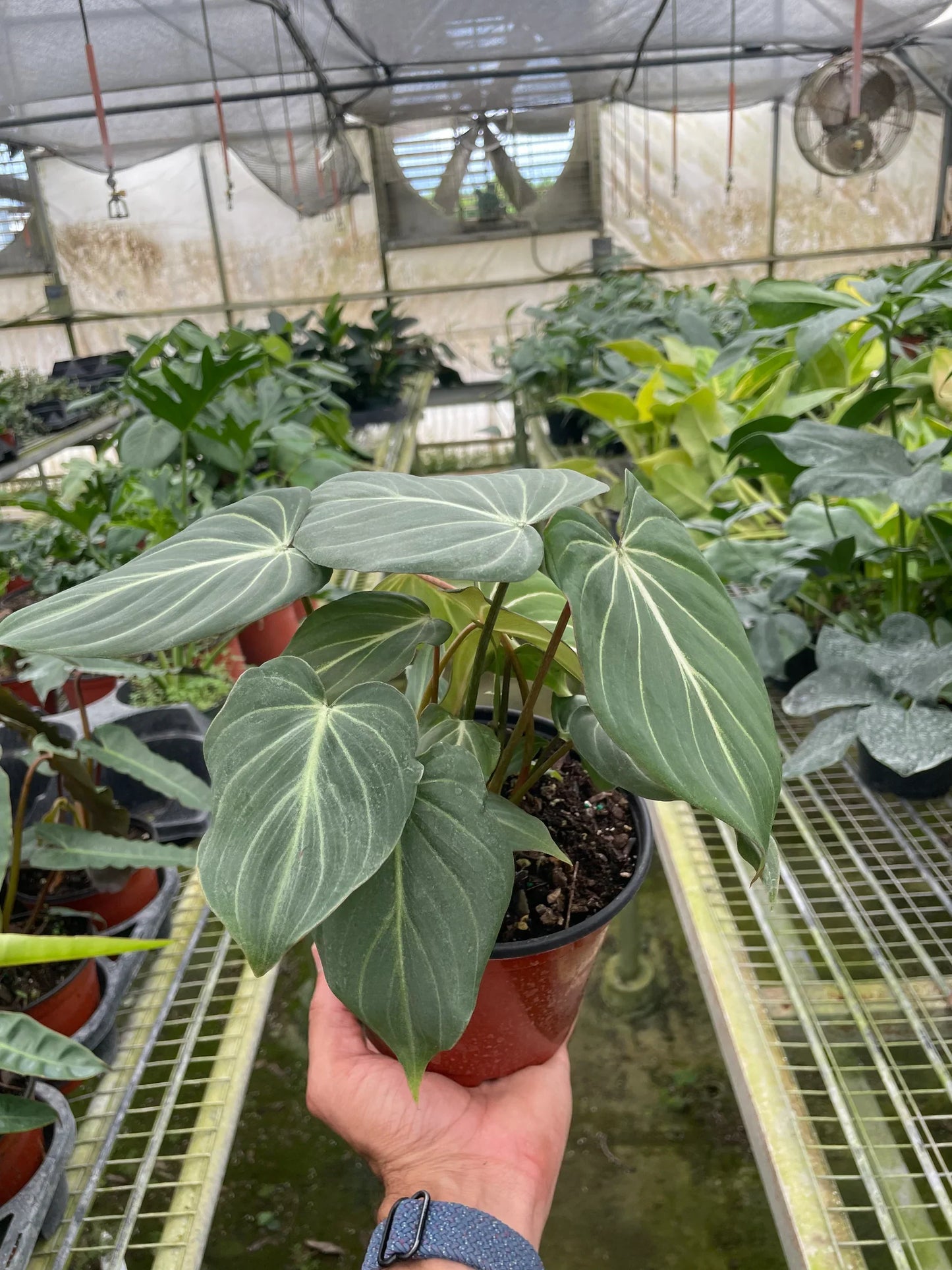Philodendron Gloriosum | Cactus Clint