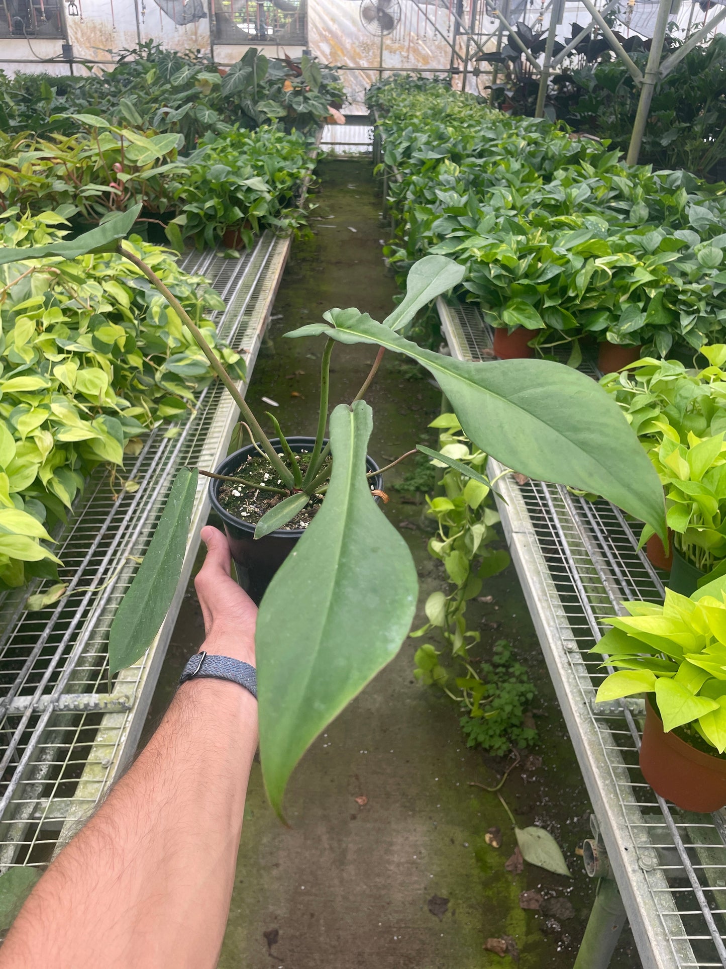 Philodendron 'Joepii' | Cactus Clint