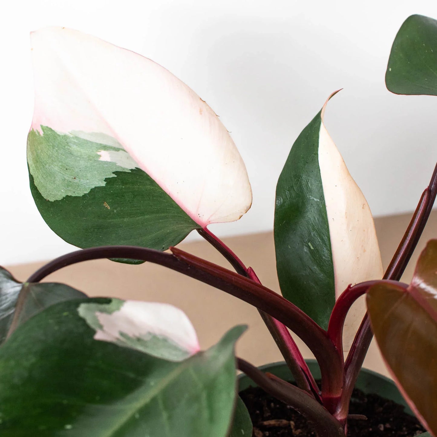 Philodendron 'Pink Princess' | Cactus Clint