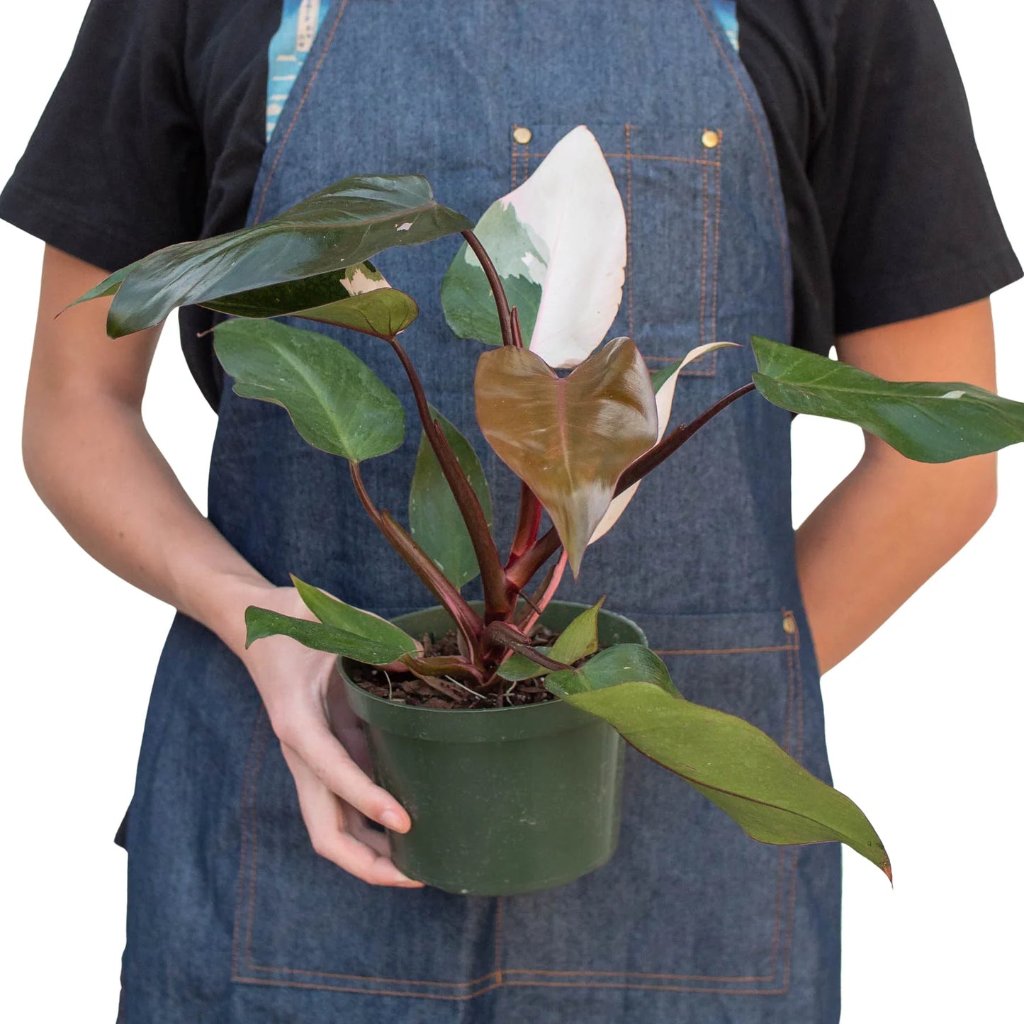 Philodendron 'Pink Princess' | Cactus Clint