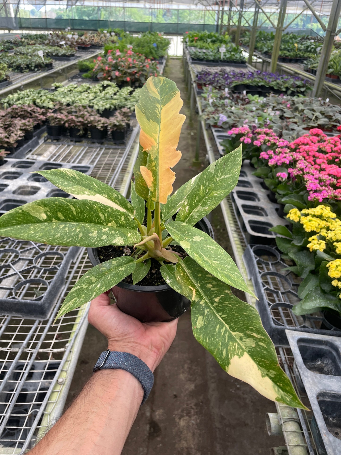 Philodendron Ring of Fire Variegated | Cactus Clint