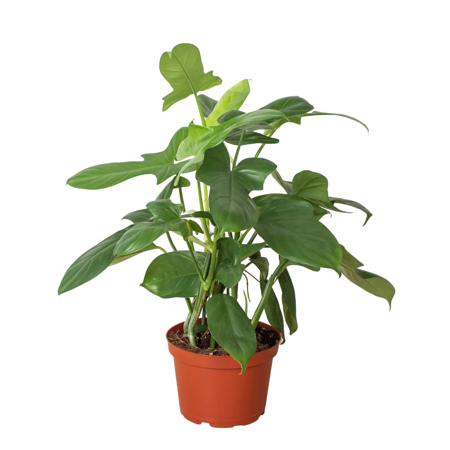 Philodendron 'Silver Sword' | Cactus Clint