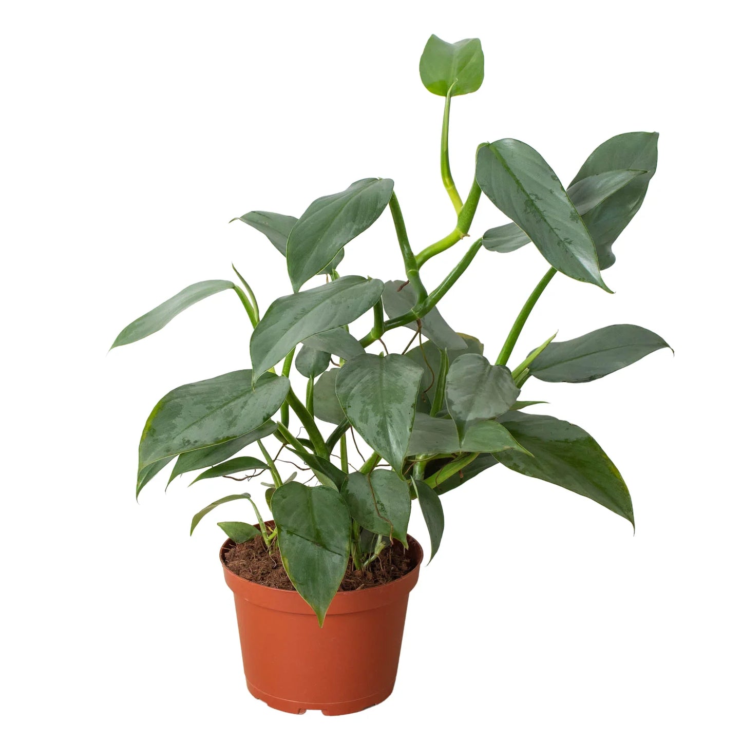 Philodendron 'Silver Sword' | Cactus Clint