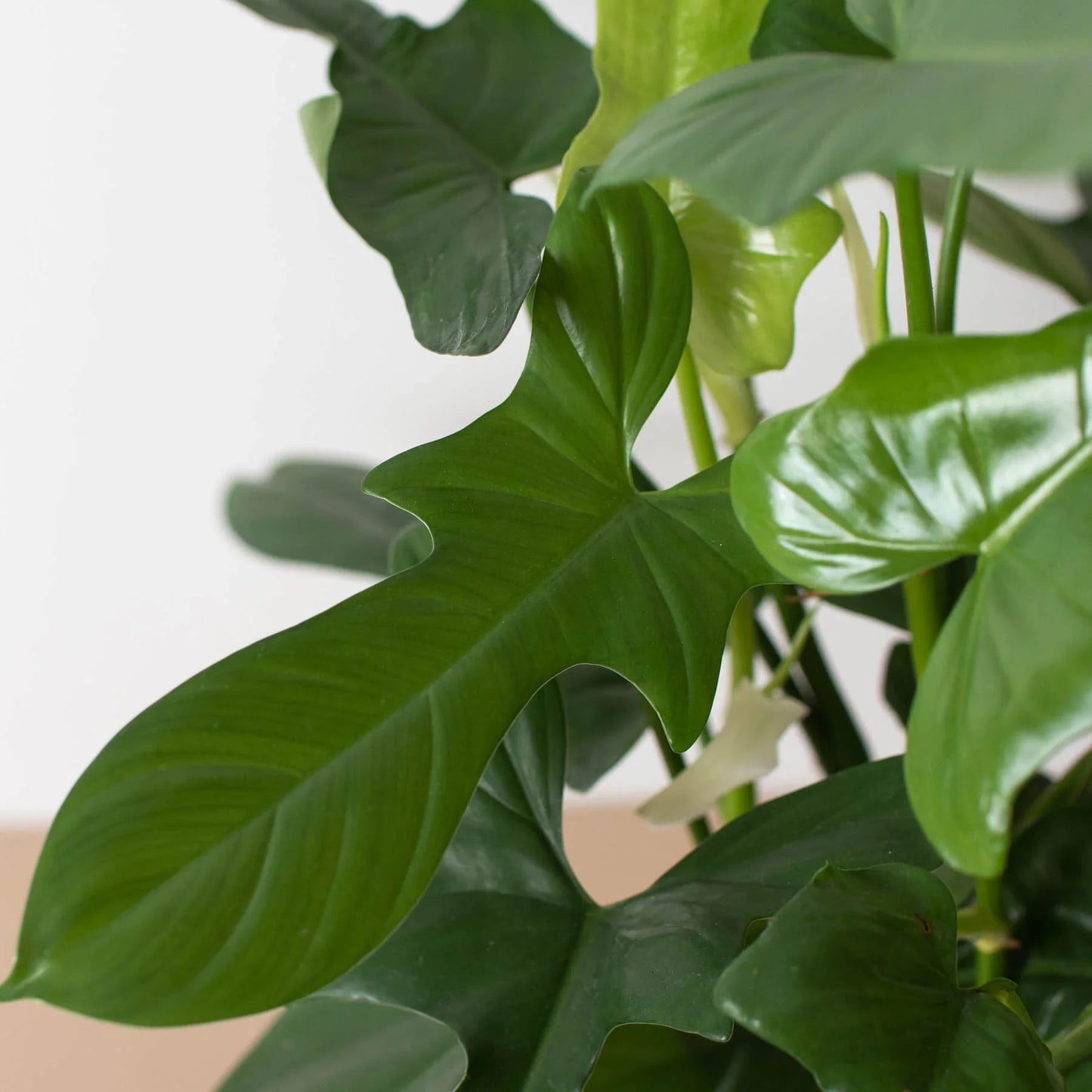 Philodendron 'Silver Sword' | Cactus Clint