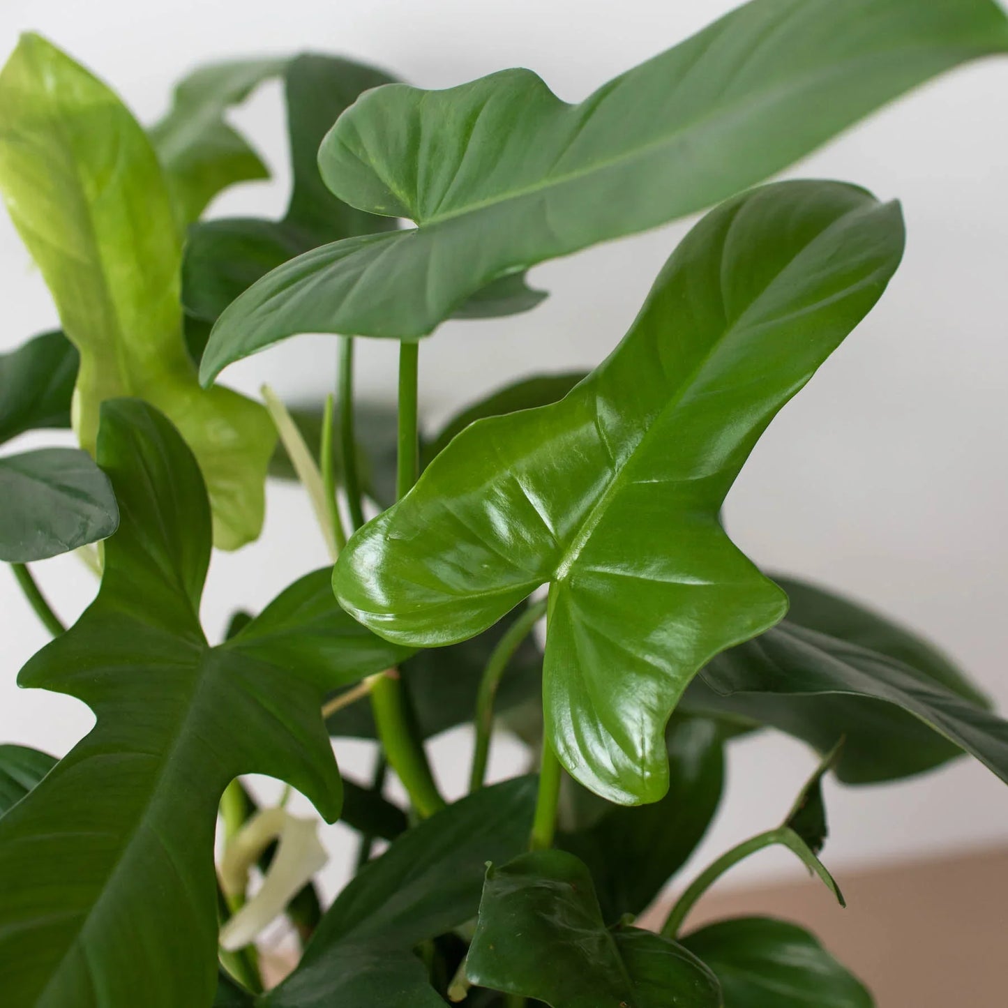 Philodendron 'Silver Sword' | Cactus Clint