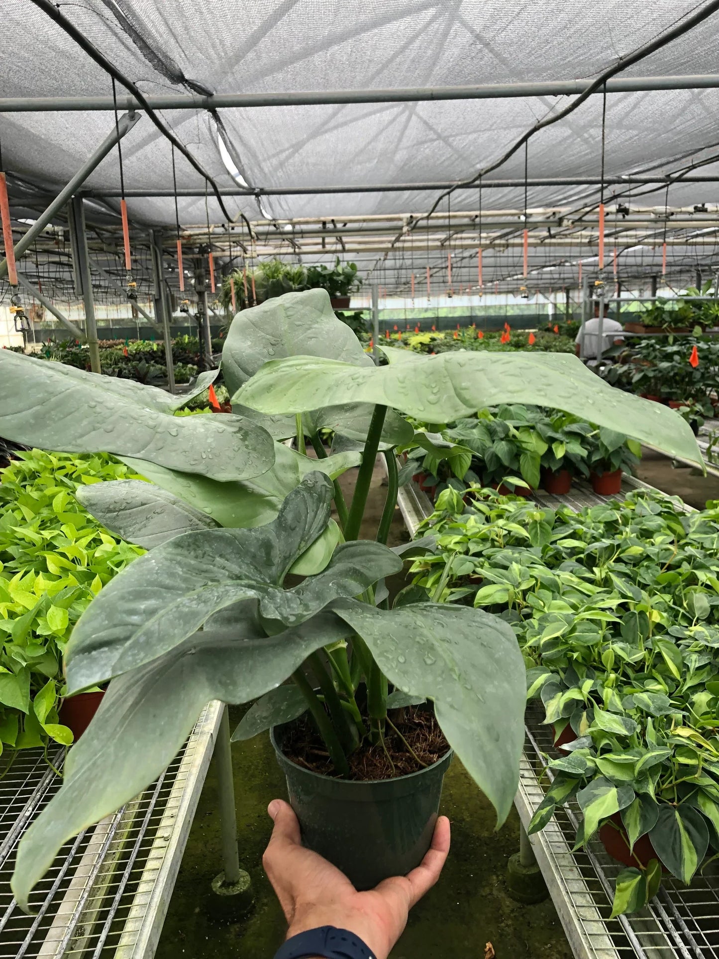 Philodendron 'Silver Sword' | Cactus Clint