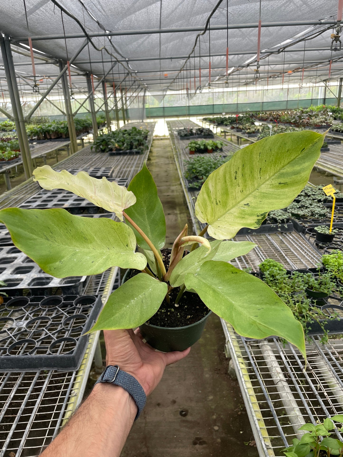 Philodendron 'Snowdrift' | Cactus Clint