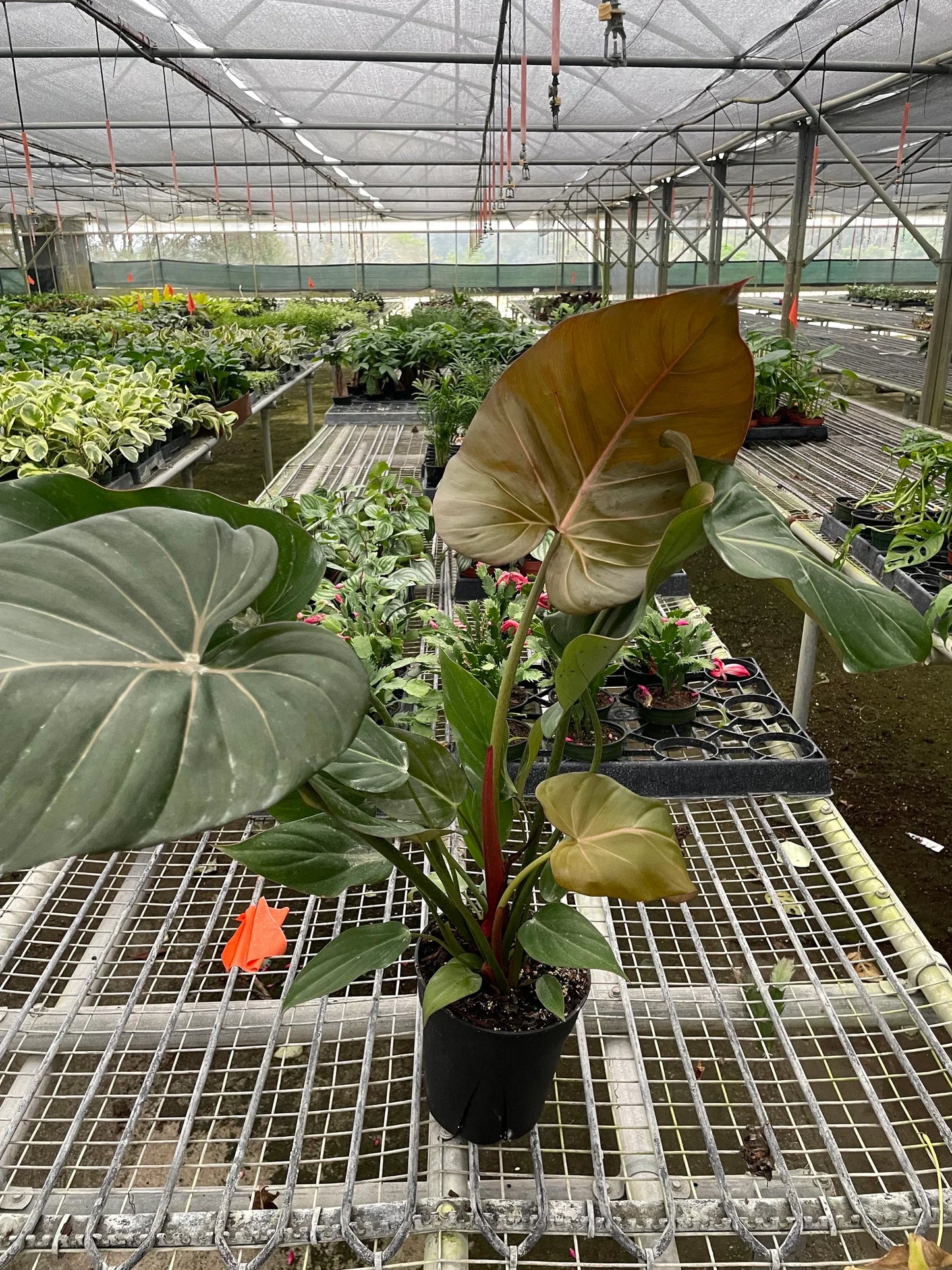 Philodendron 'Summer Glory' | Cactus Clint