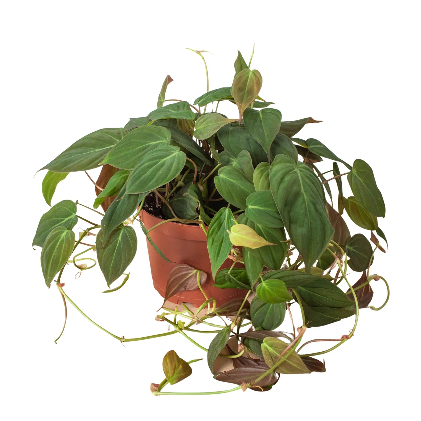 Philodendron 'Velvet' | Cactus Clint
