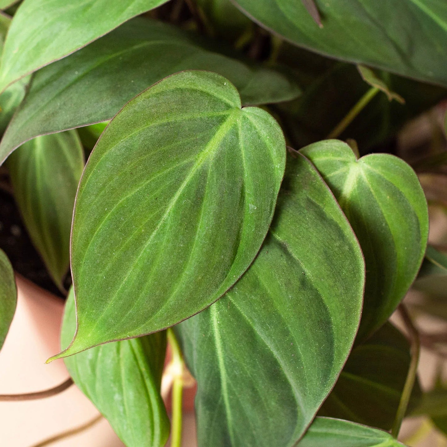 Philodendron 'Velvet' | Cactus Clint