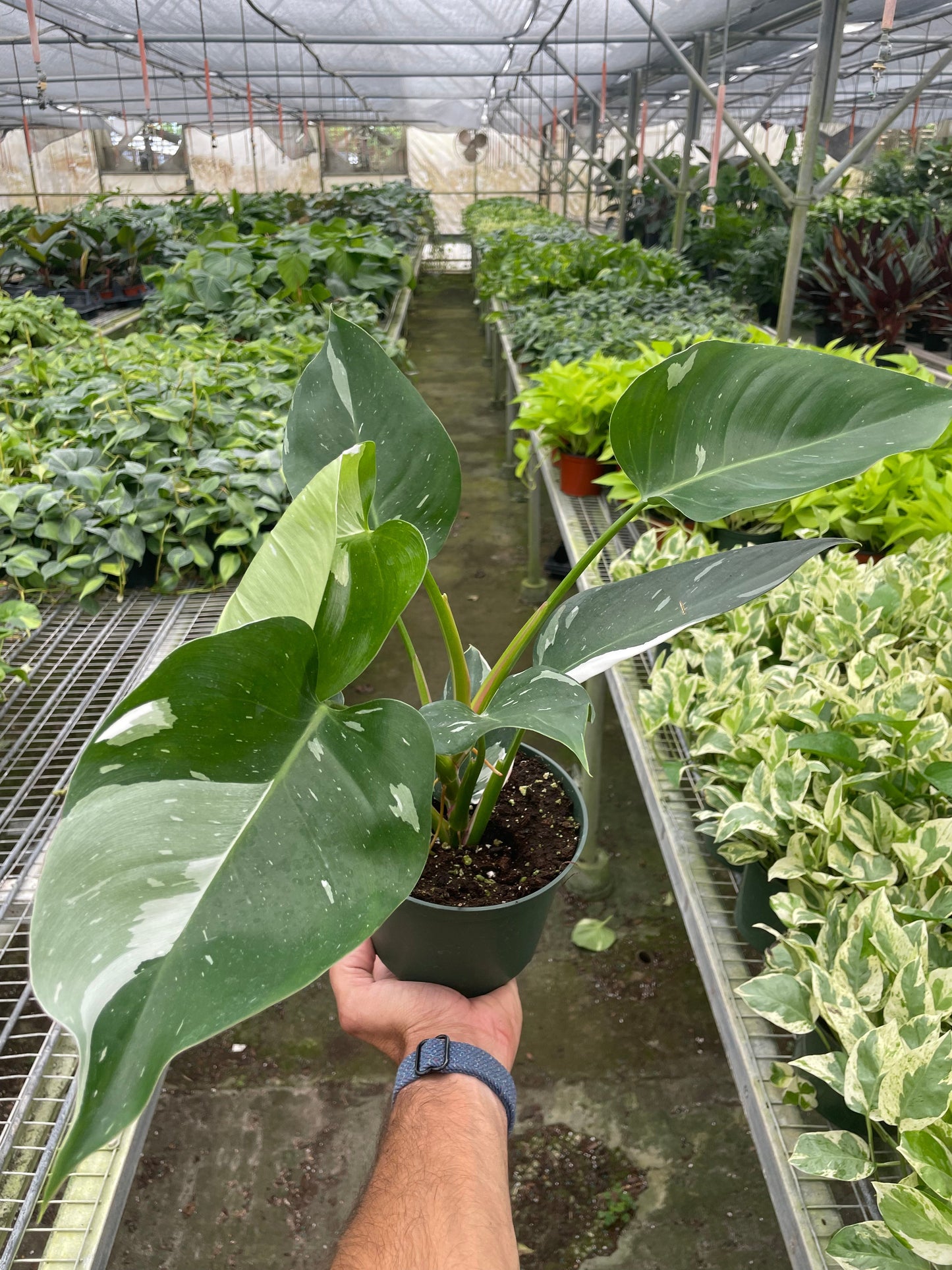 Philodendron 'White Princess' | Cactus Clint