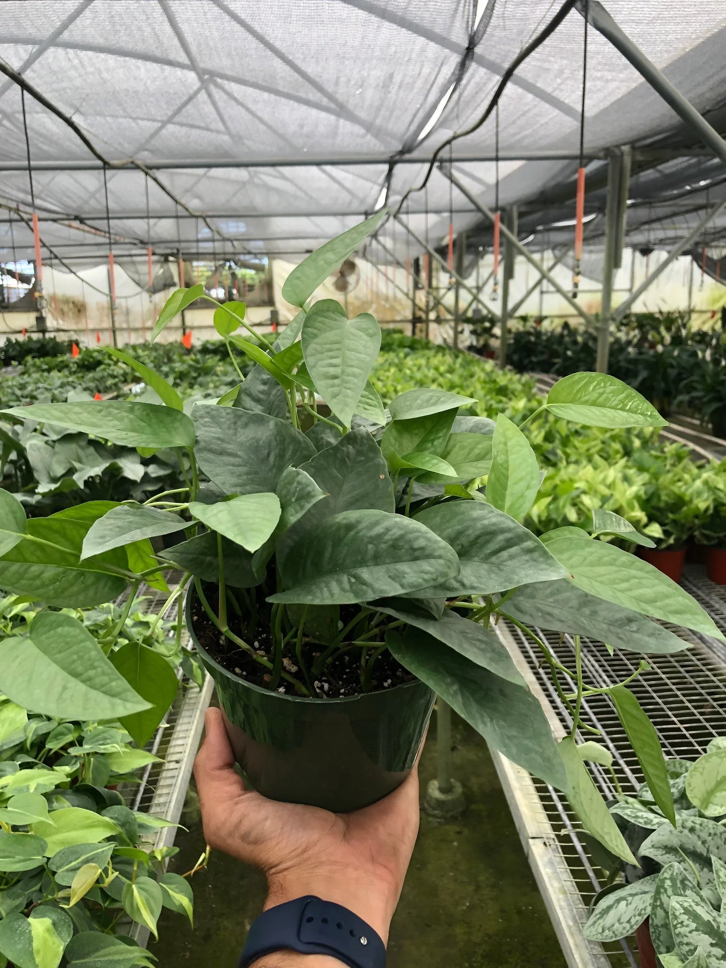 Pothos 'Cebu Blue' | Cactus Clint