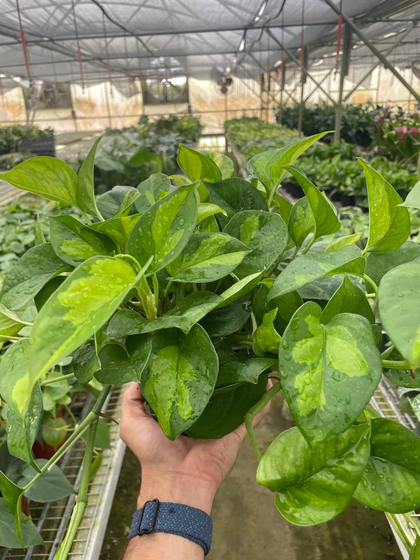 Pothos 'Global Green' | Cactus Clint
