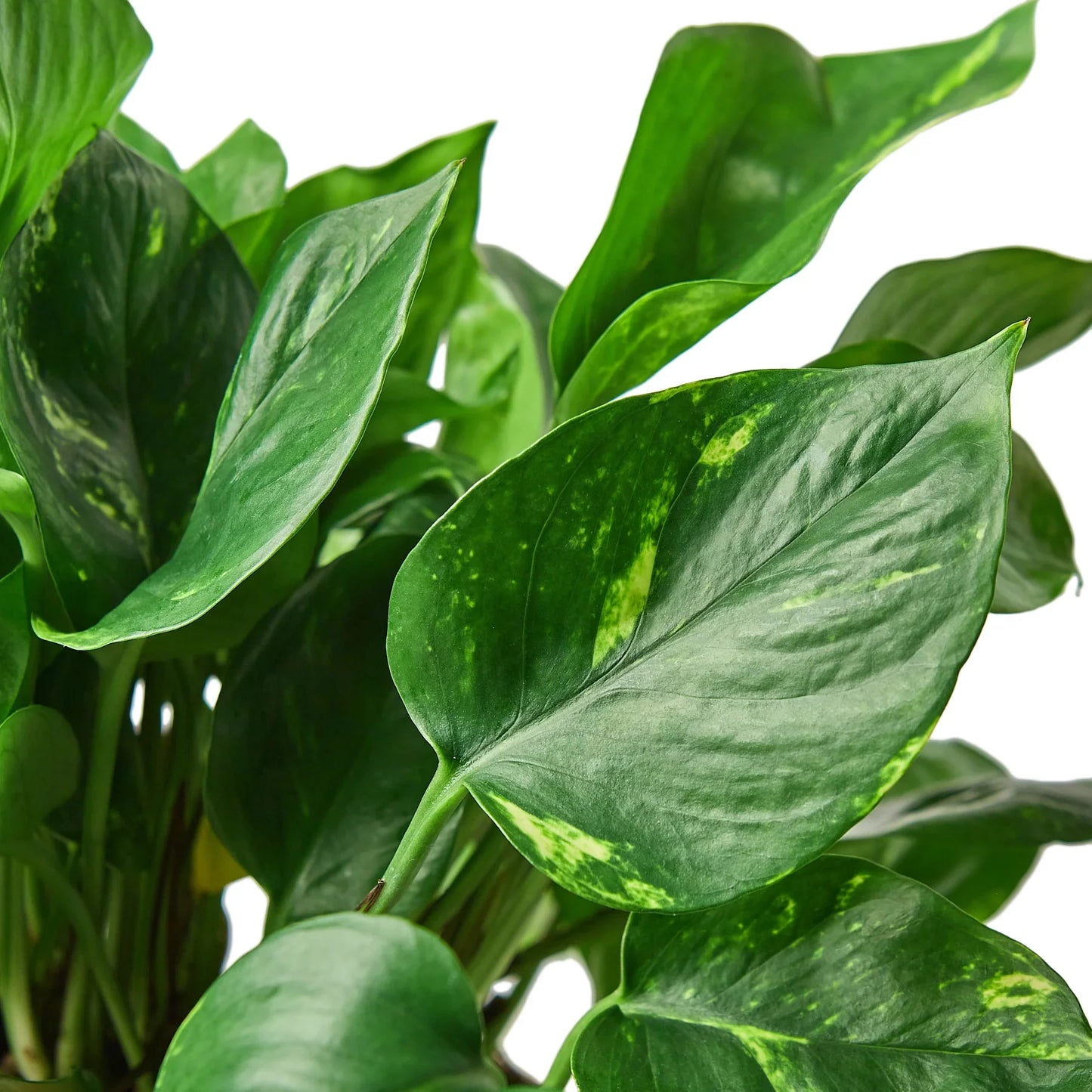 Pothos 'Golden' | Cactus Clint