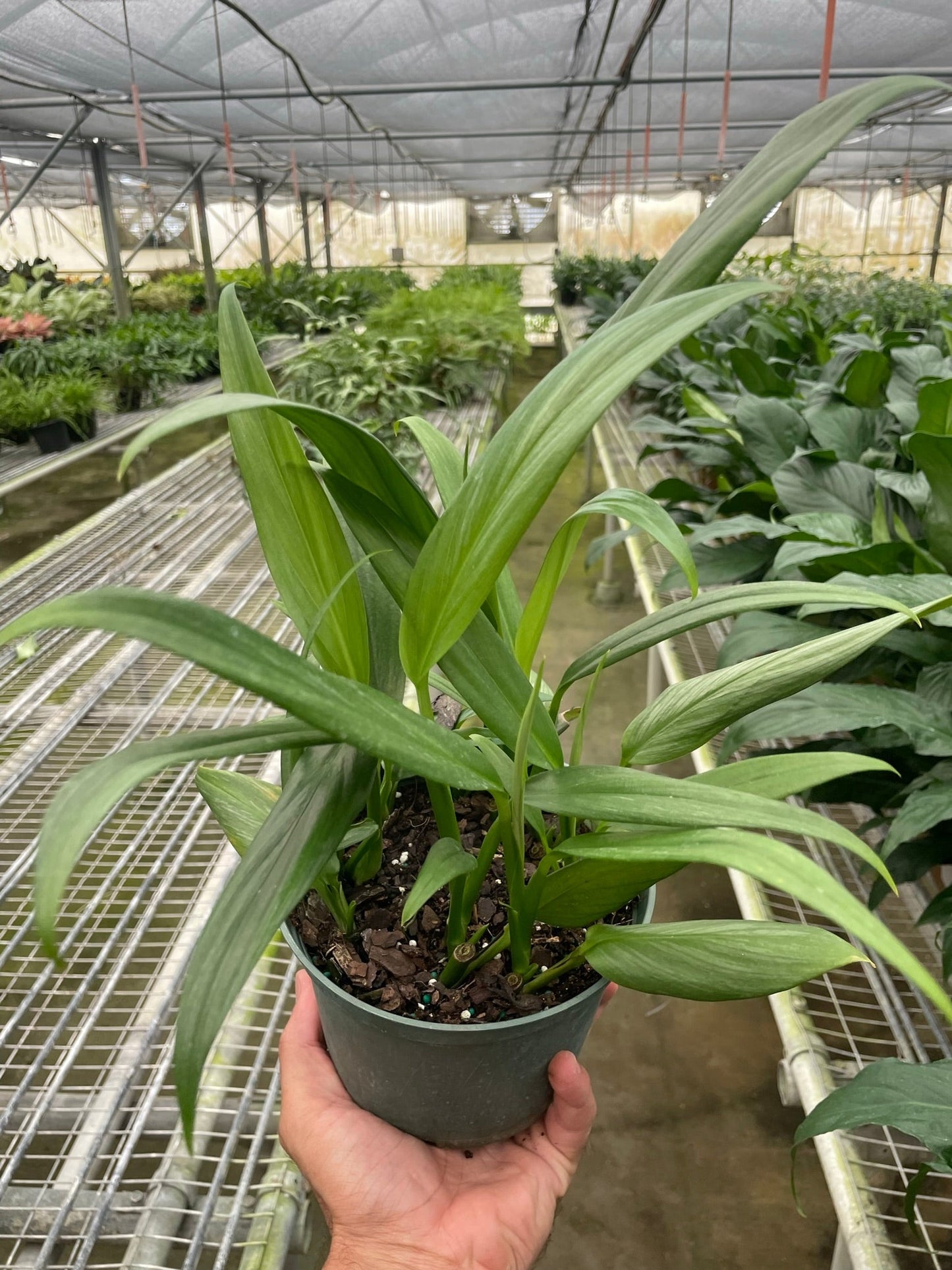 Pothos 'Silver Streak' | Cactus Clint