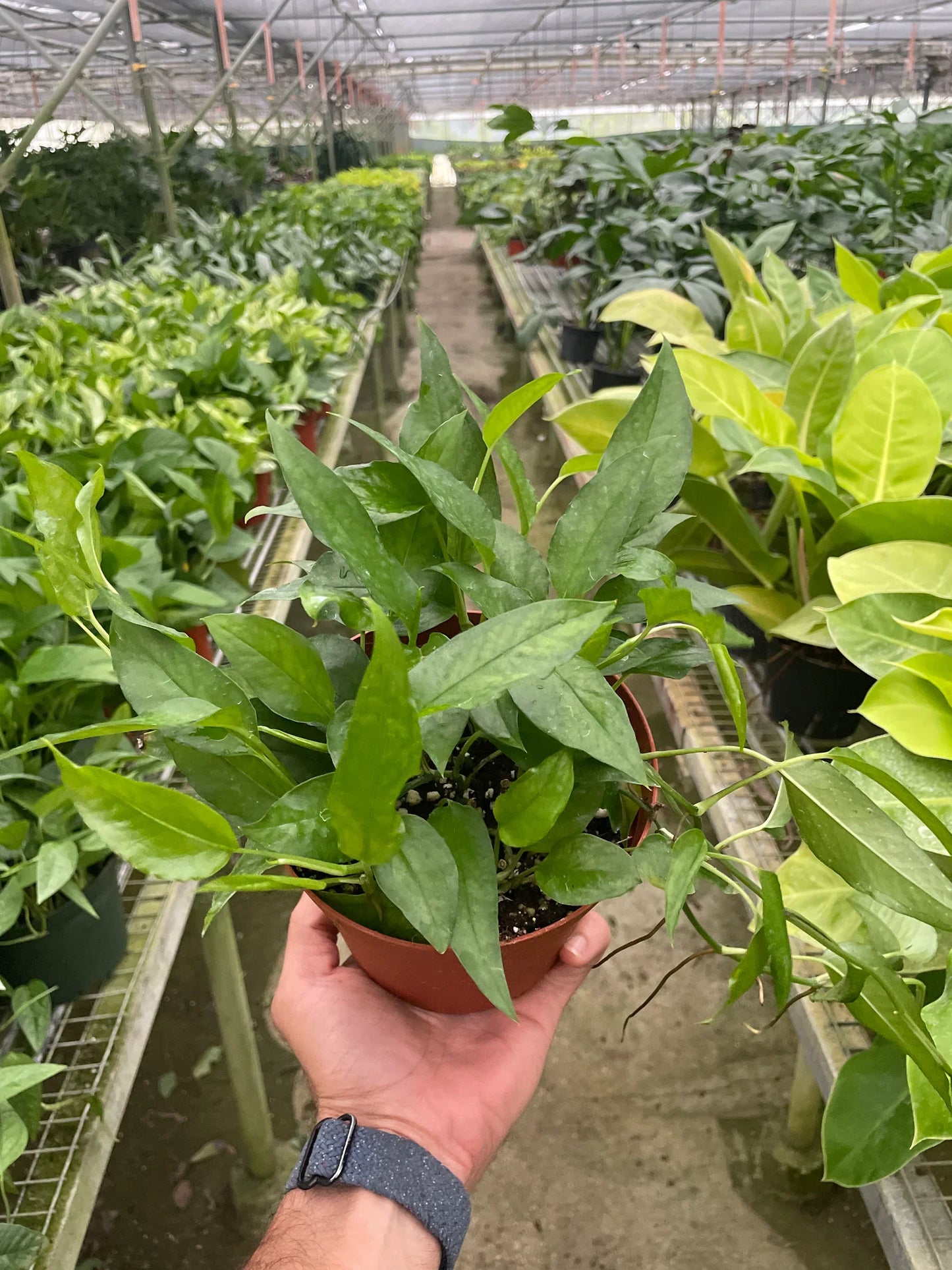 Pothos Skeleton Key | Cactus Clint