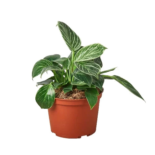 Philodendron 'Birkin' | Cactus Clint