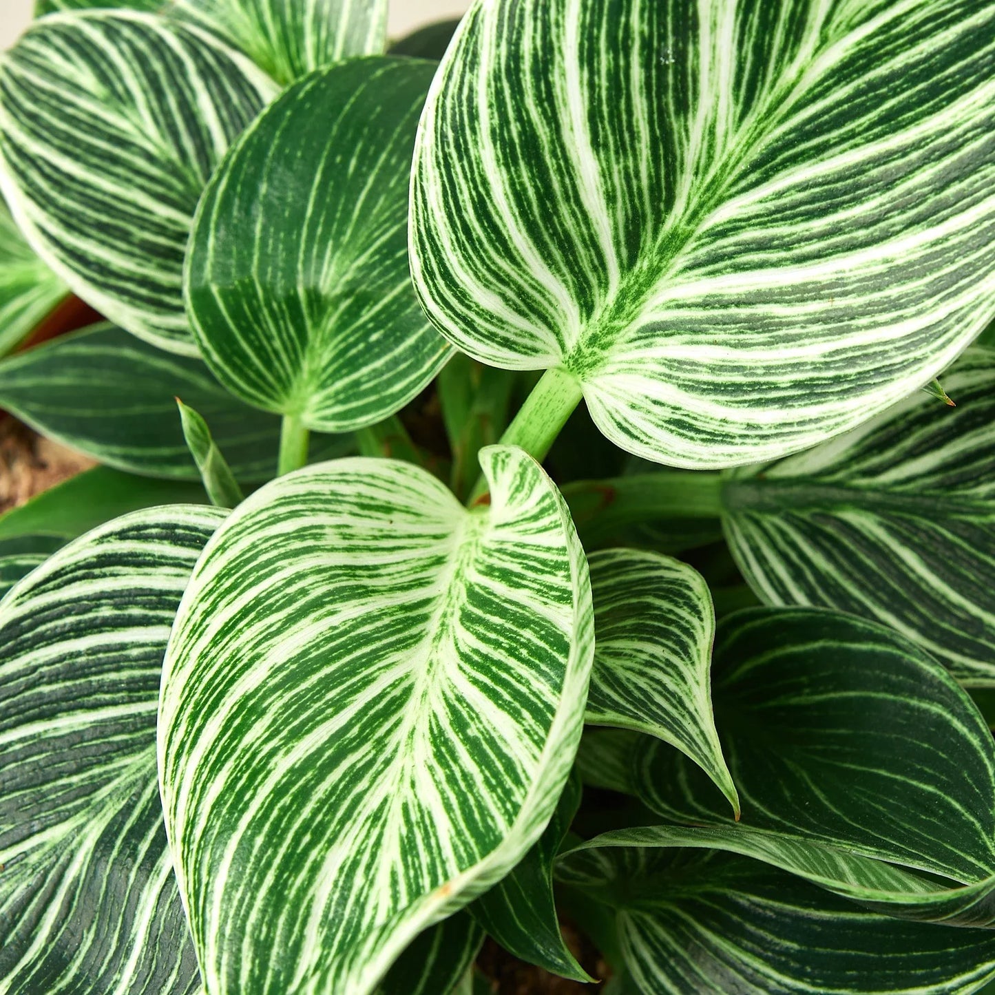 Philodendron 'Birkin' | Cactus Clint