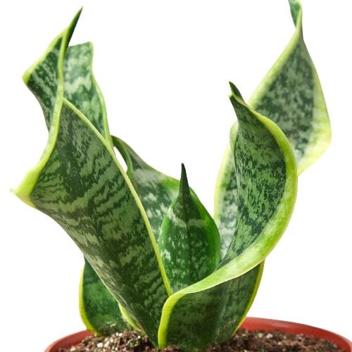 Snake Plant Twist | Cactus Clint